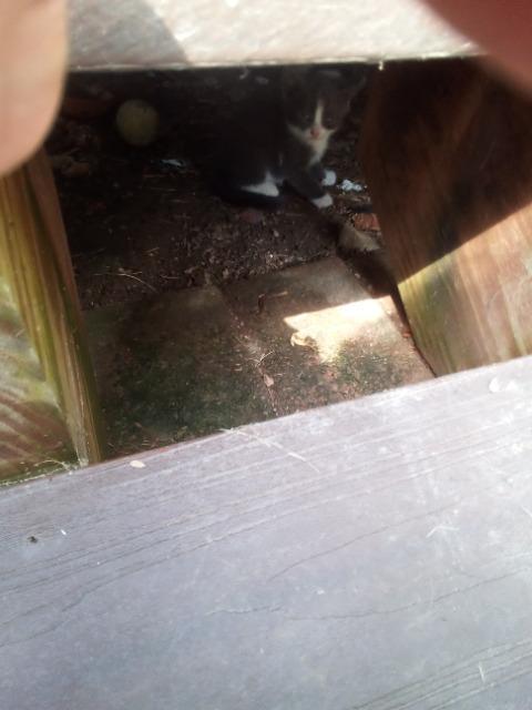 Playa Vibe, a Adoptable mixed breed in Auburn, IN image 1/3