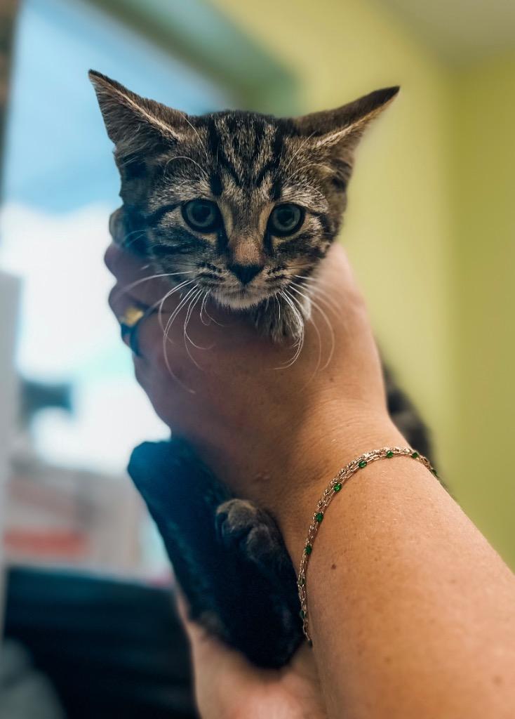 Playa Vibe, a Adoptable mixed breed in Auburn, IN image 3/3