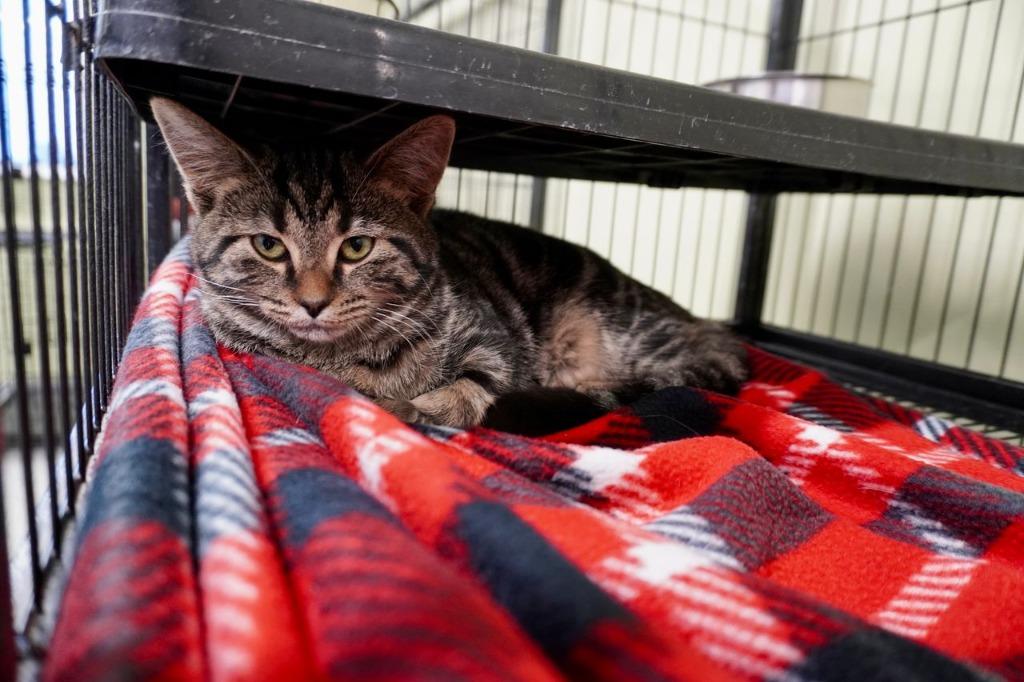 Enlarge Playa Vibe, a Adoptable mixed breed in Auburn, IN image 3/3