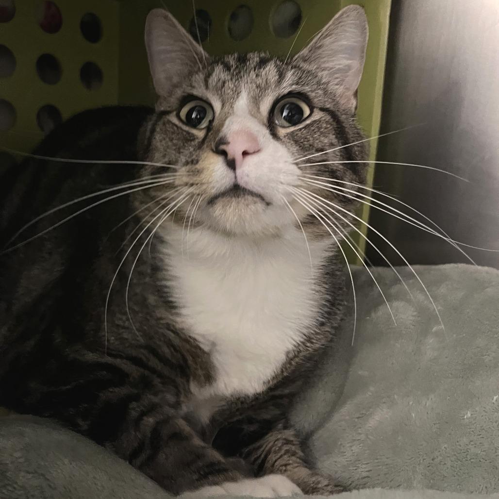 Johnny, Adoptable, Adult Male Domestic Short Hair.