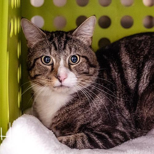 Johnny, a Adoptable Domestic Short Hair in Brockton, MA image 2/2