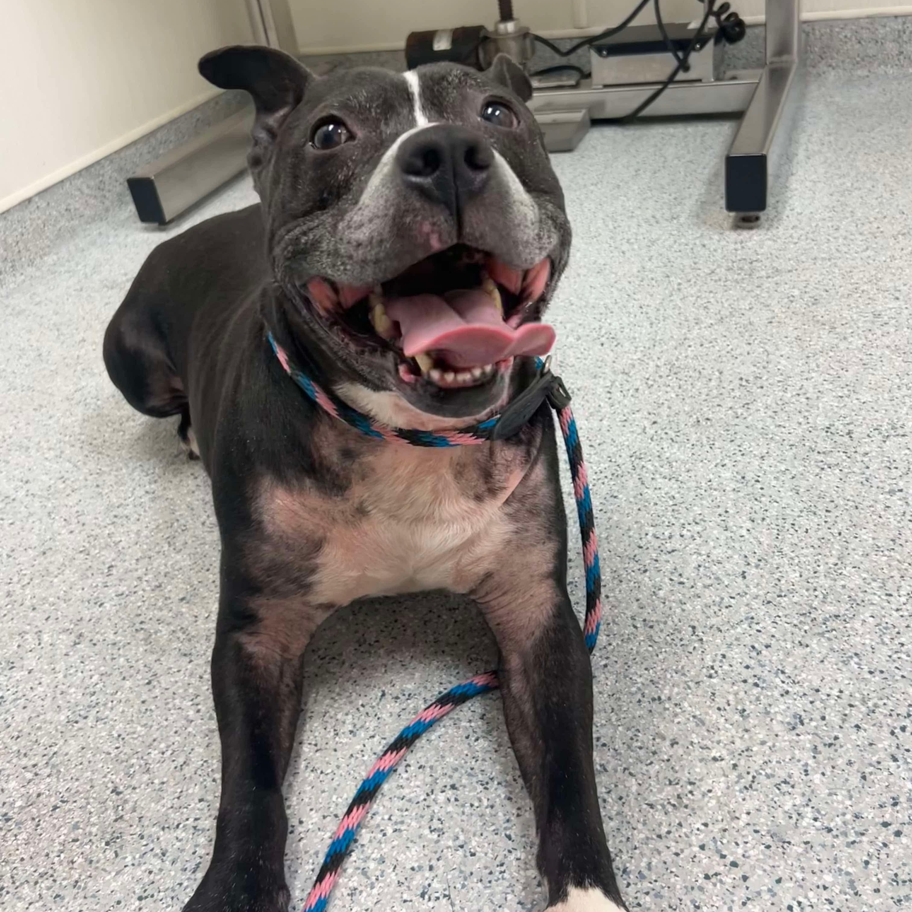 Enlarge Cookie Monster, a Adoptable Pit Bull Terrier in Mechanicsburg, PA image 2/6