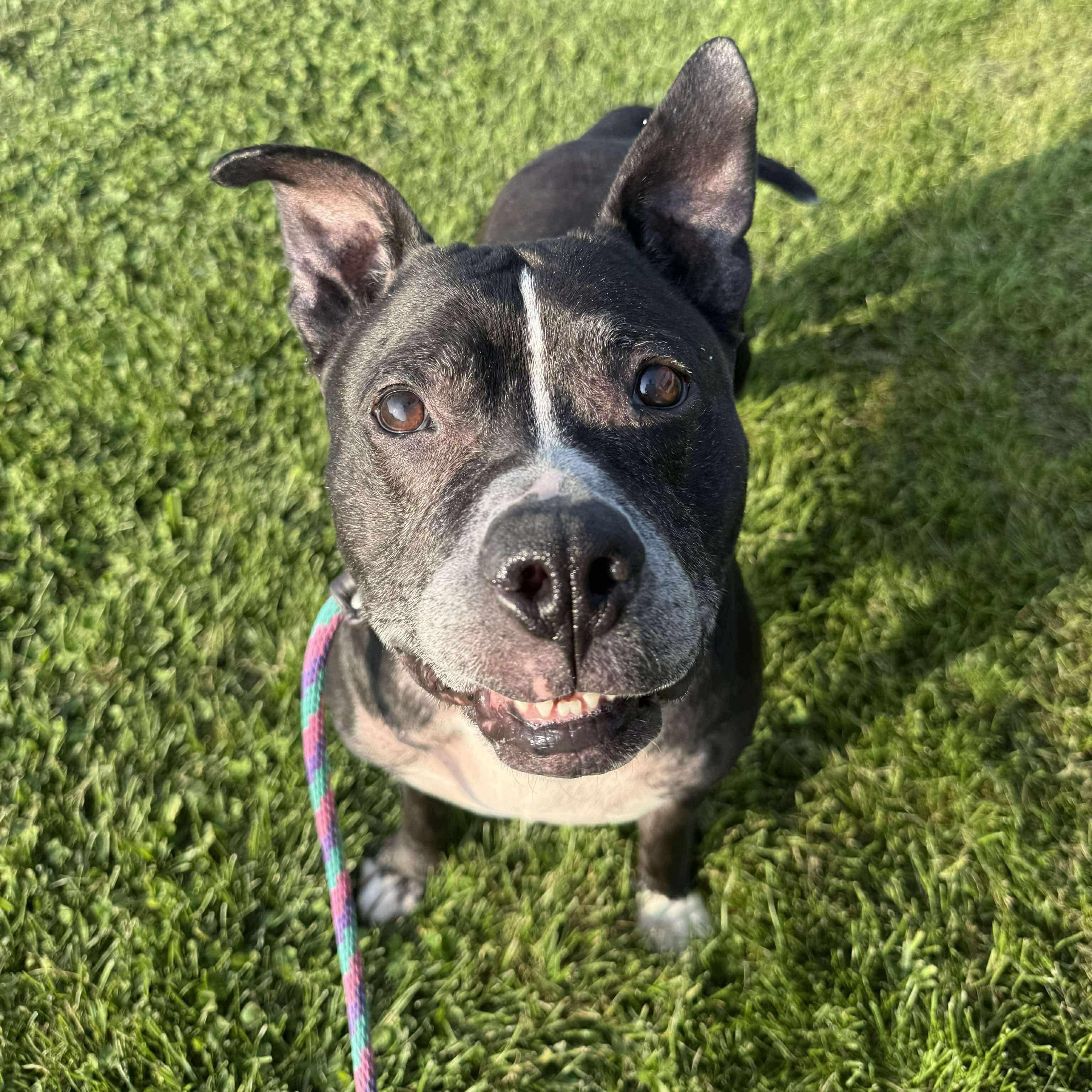 Cookie Monster, Adoptable, Adult Male Pit Bull Terrier.