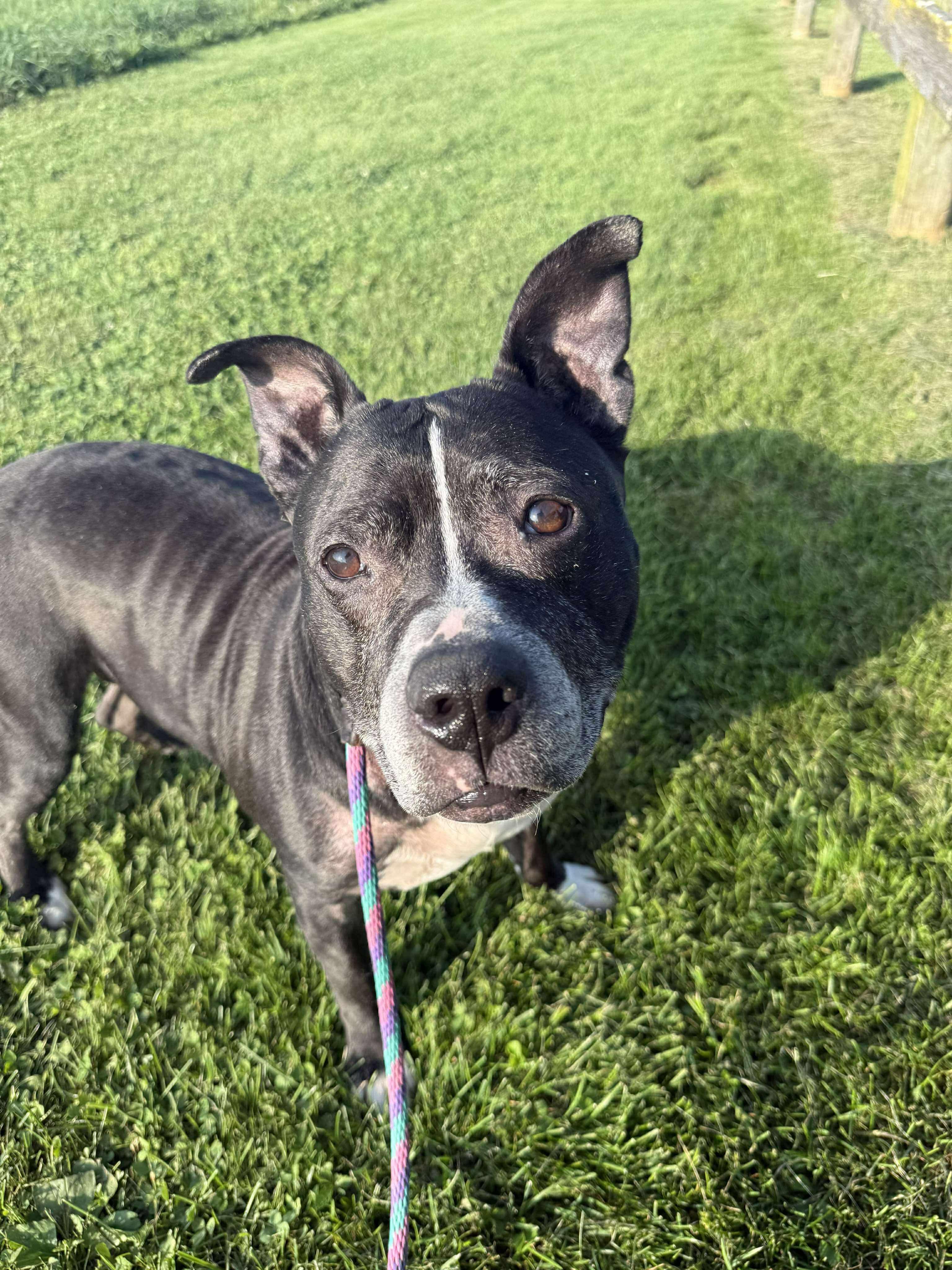 Enlarge Cookie Monster, a Adoptable Pit Bull Terrier in Mechanicsburg, PA image 5/6