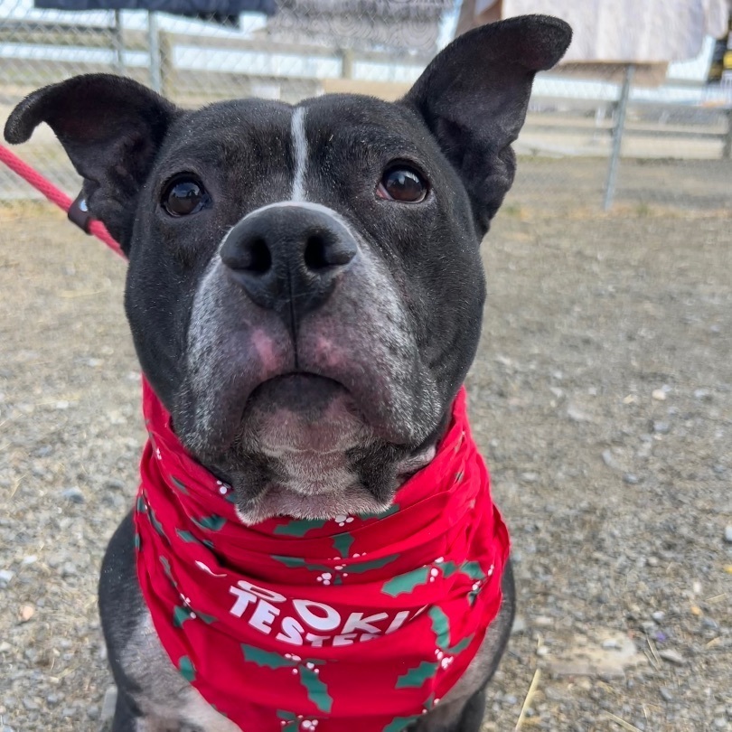 Enlarge Cookie Monster, a Adoptable Pit Bull Terrier in Mechanicsburg, PA image 4/6