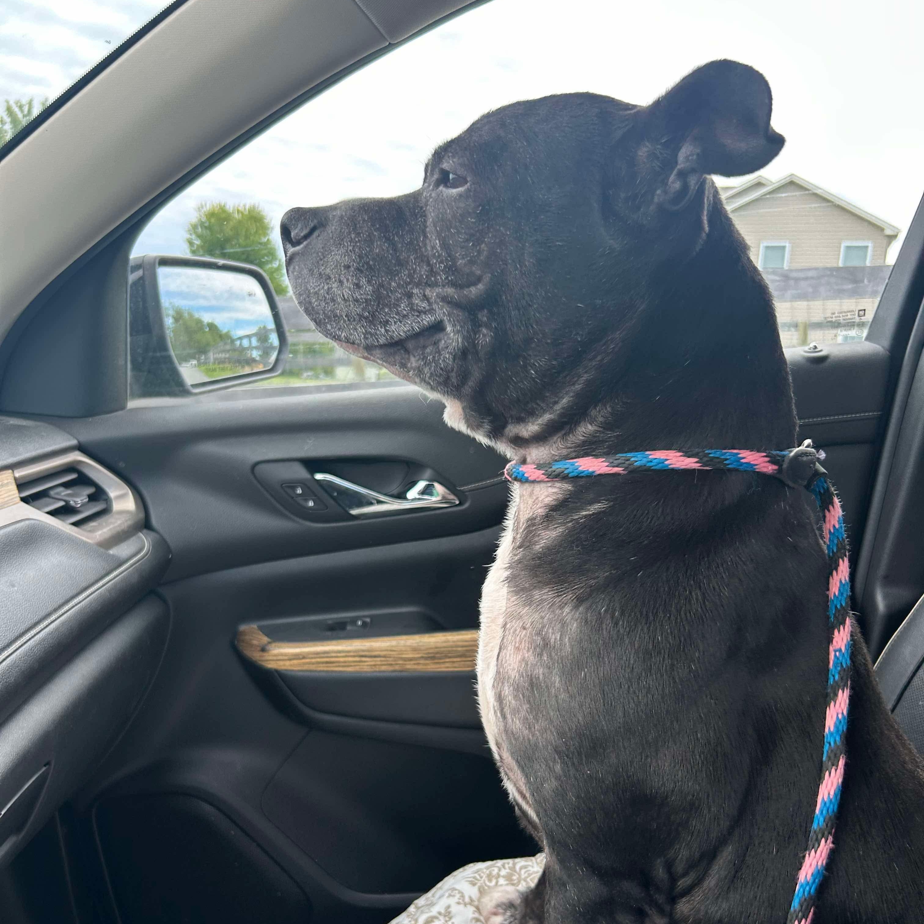 Enlarge Cookie Monster, a Adoptable Pit Bull Terrier in Mechanicsburg, PA image 3/6