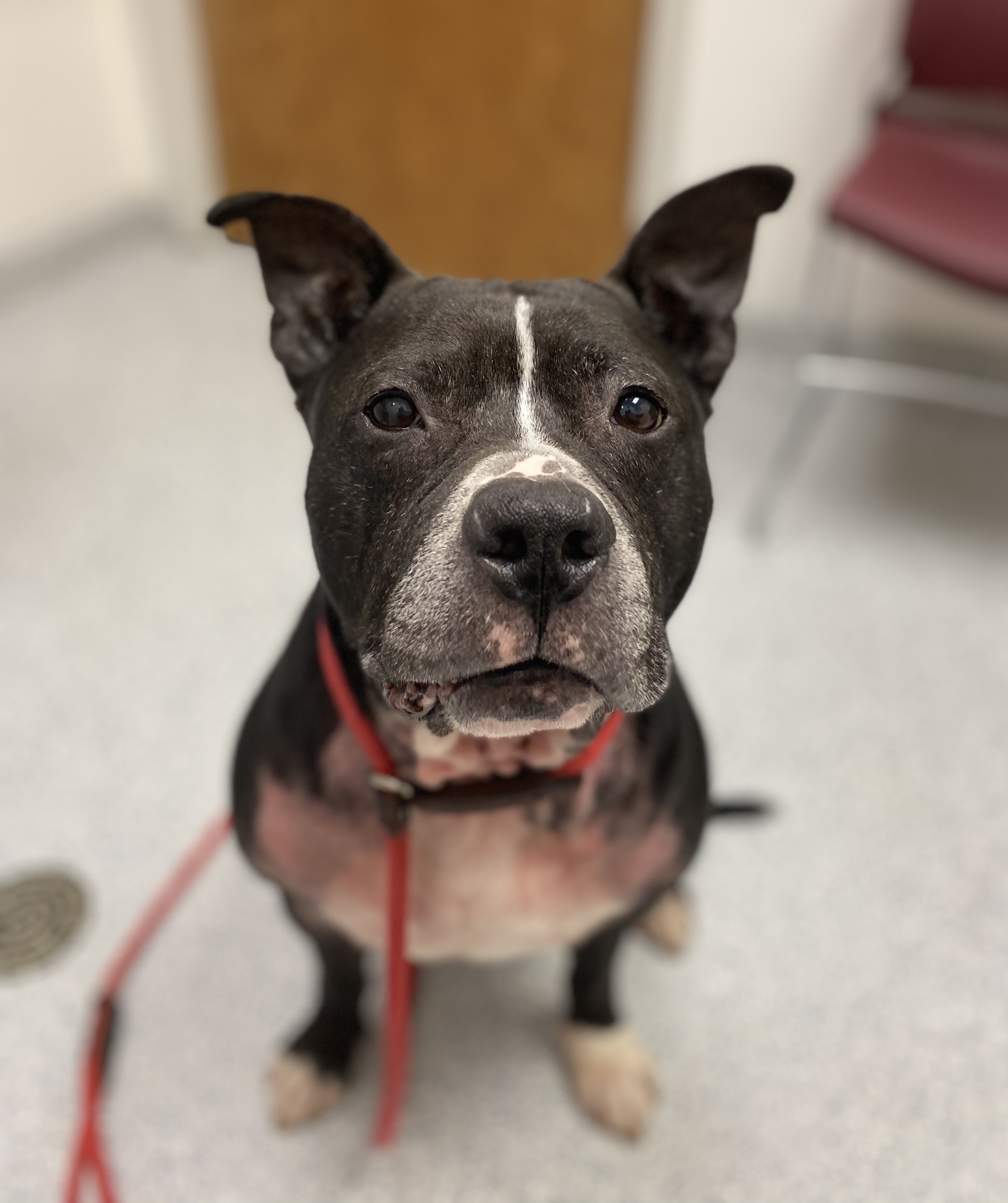 Enlarge Cookie Monster, a Adoptable Pit Bull Terrier in Mechanicsburg, PA image 6/6