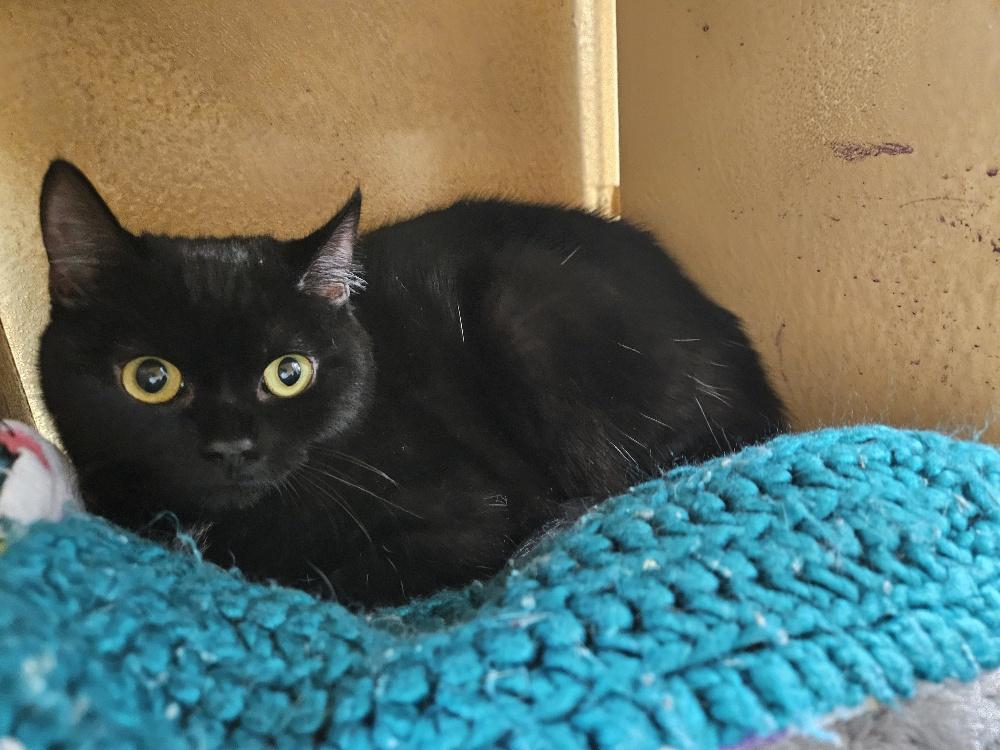 Fergus, an adopted Domestic Short Hair in Richmond Hill, ON image 3/4