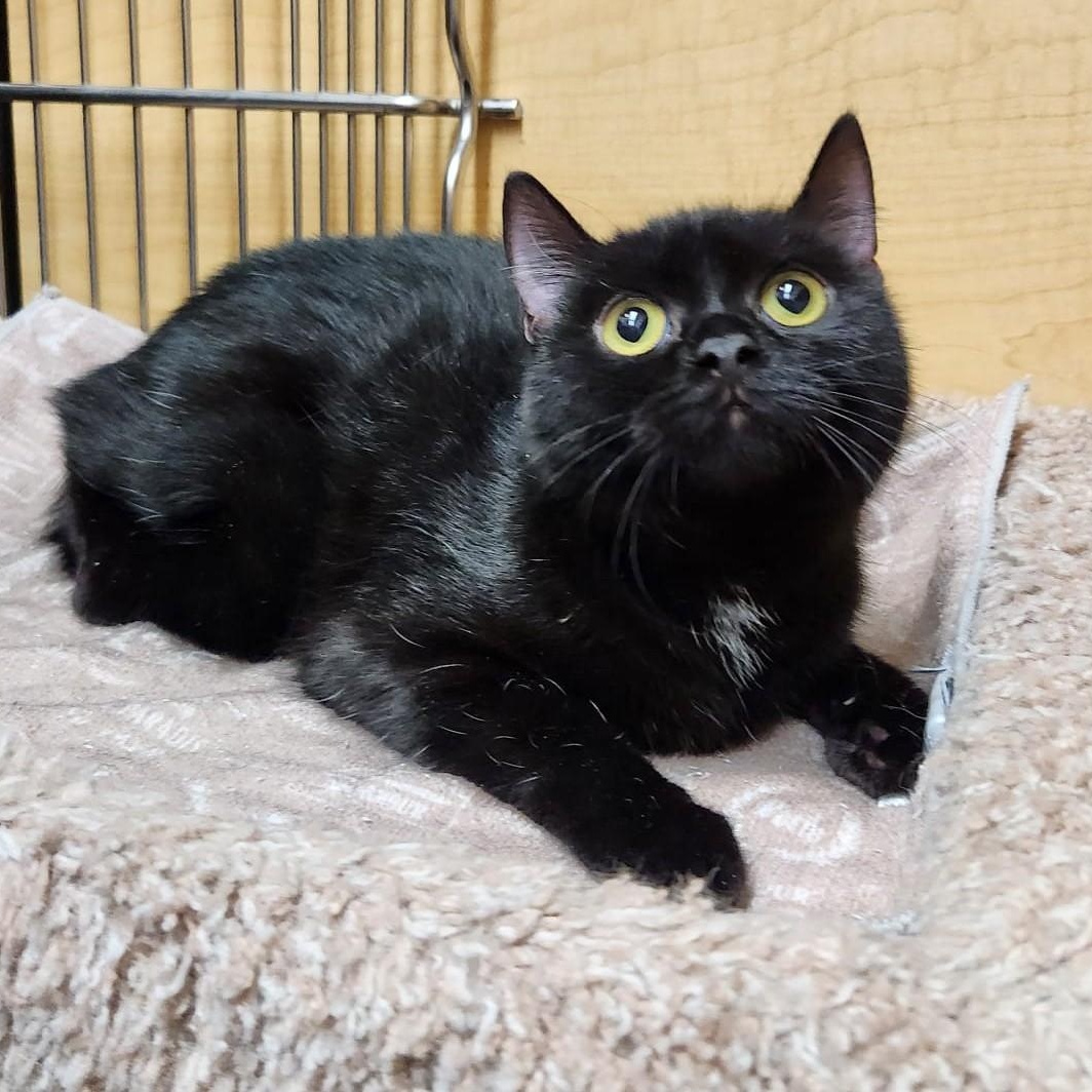Fergus, adopted, Kitten Male Domestic Short Hair.