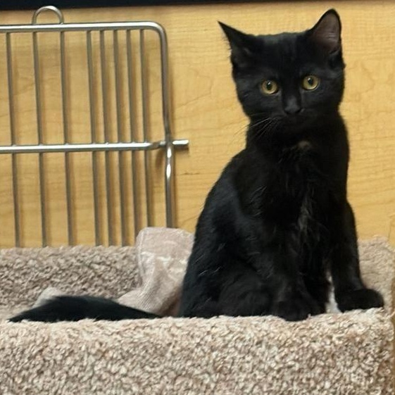 Fergus, an adopted Domestic Short Hair in Richmond Hill, ON image 2/4