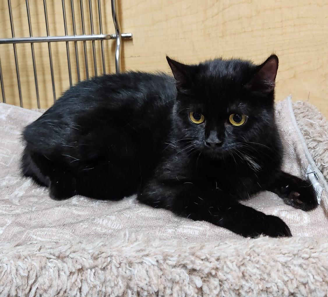 Fergus, an adopted Domestic Short Hair in Richmond Hill, ON image 4/4