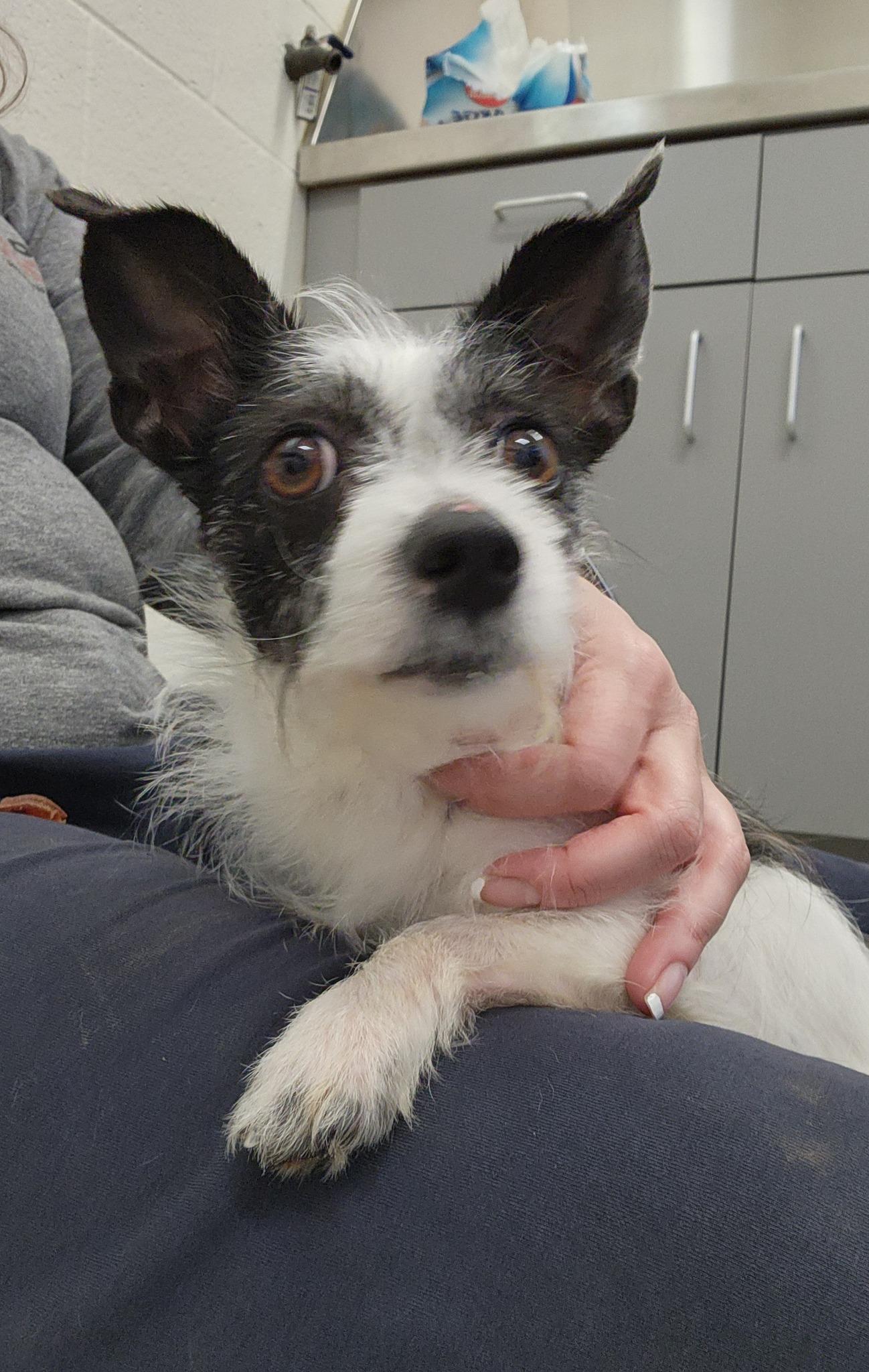 Chelsea, an adopted mixed breed in Williamsburg, VA image 3/6