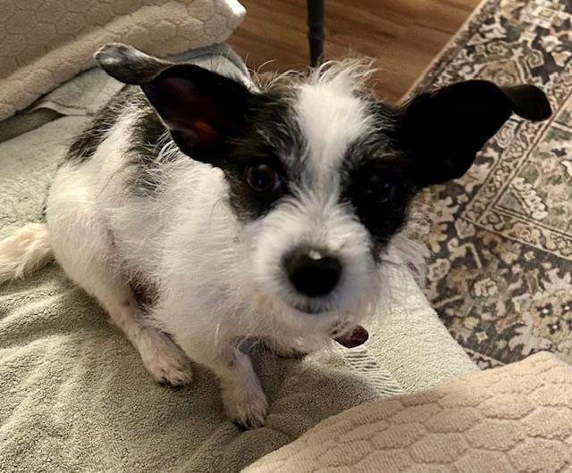 Chelsea, adopted, Adult Female Jack Russell Terrier.