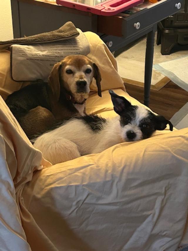 Chelsea, an adopted mixed breed in Williamsburg, VA image 4/6