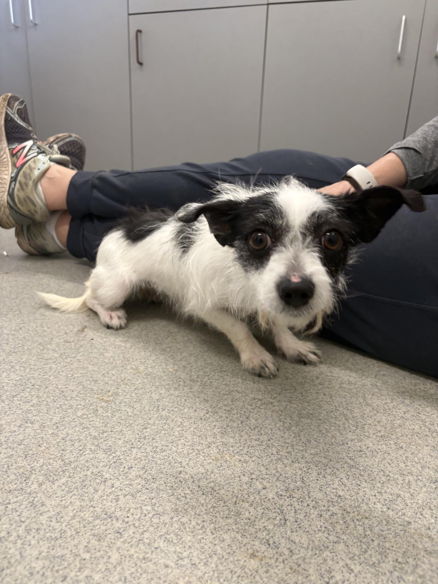 Chelsea, an adopted mixed breed in Williamsburg, VA image 5/6