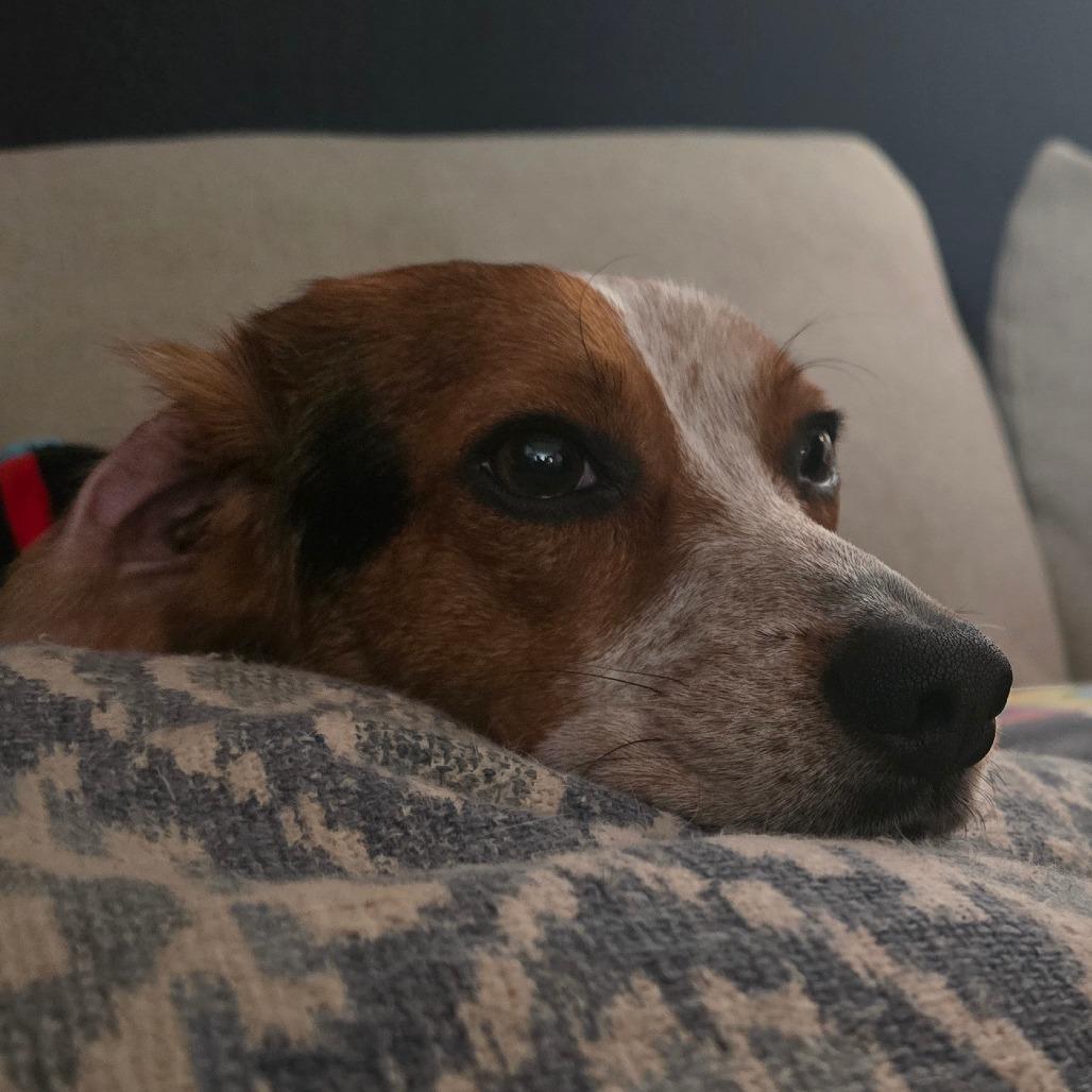 Enlarge Biscuit - In Foster, a Adoptable Beagle in Grand Rapids, MI image 1/4