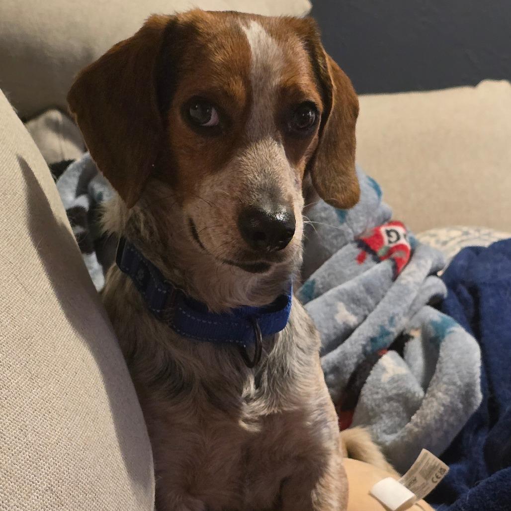 Enlarge Biscuit, a Adoptable Beagle in Grand Rapids, MI image 1/2