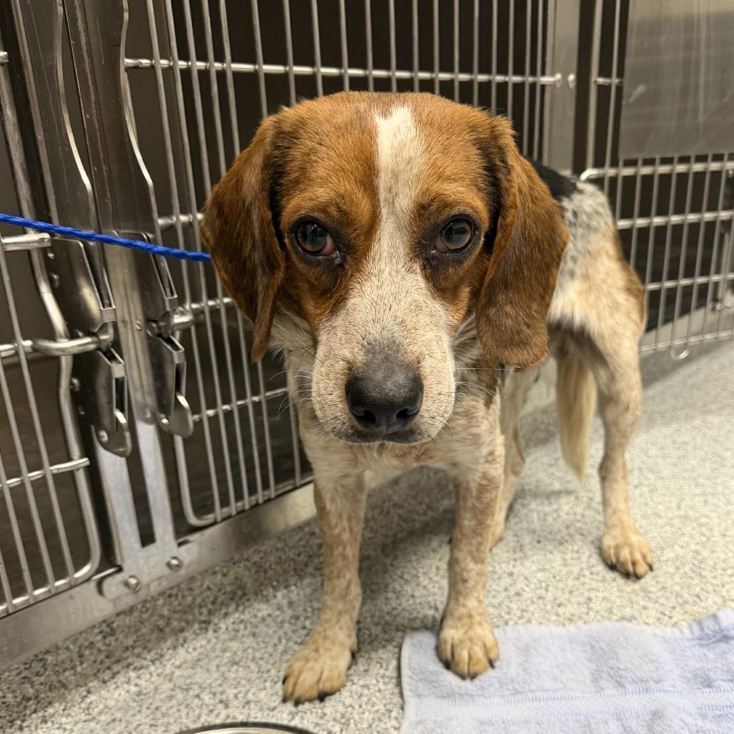 Enlarge Biscuit, a Adoptable Beagle in Grand Rapids, MI image 2/2