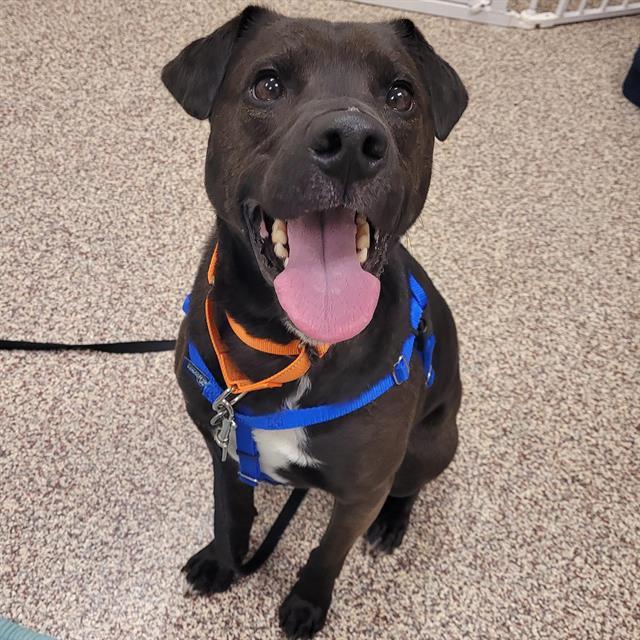 Enlarge BENNIE, a Adoptable mixed breed in Centerville, MA image 1/1