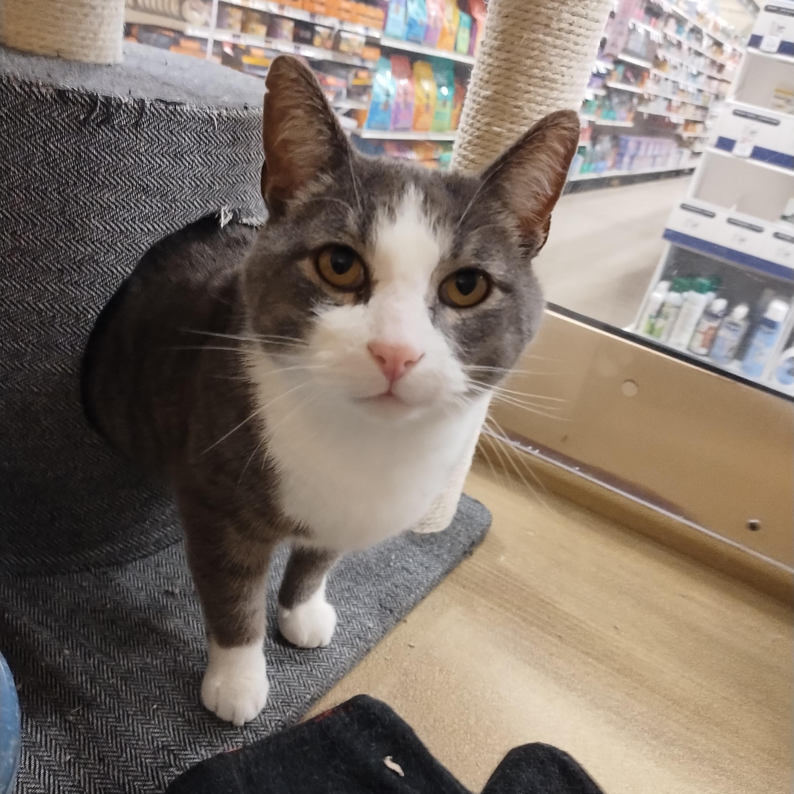 Enlarge Newt (FIV Positive) - At Petsmart, a ADOPTABLE Domestic Short Hair in Kalamazoo, MI image 2/2