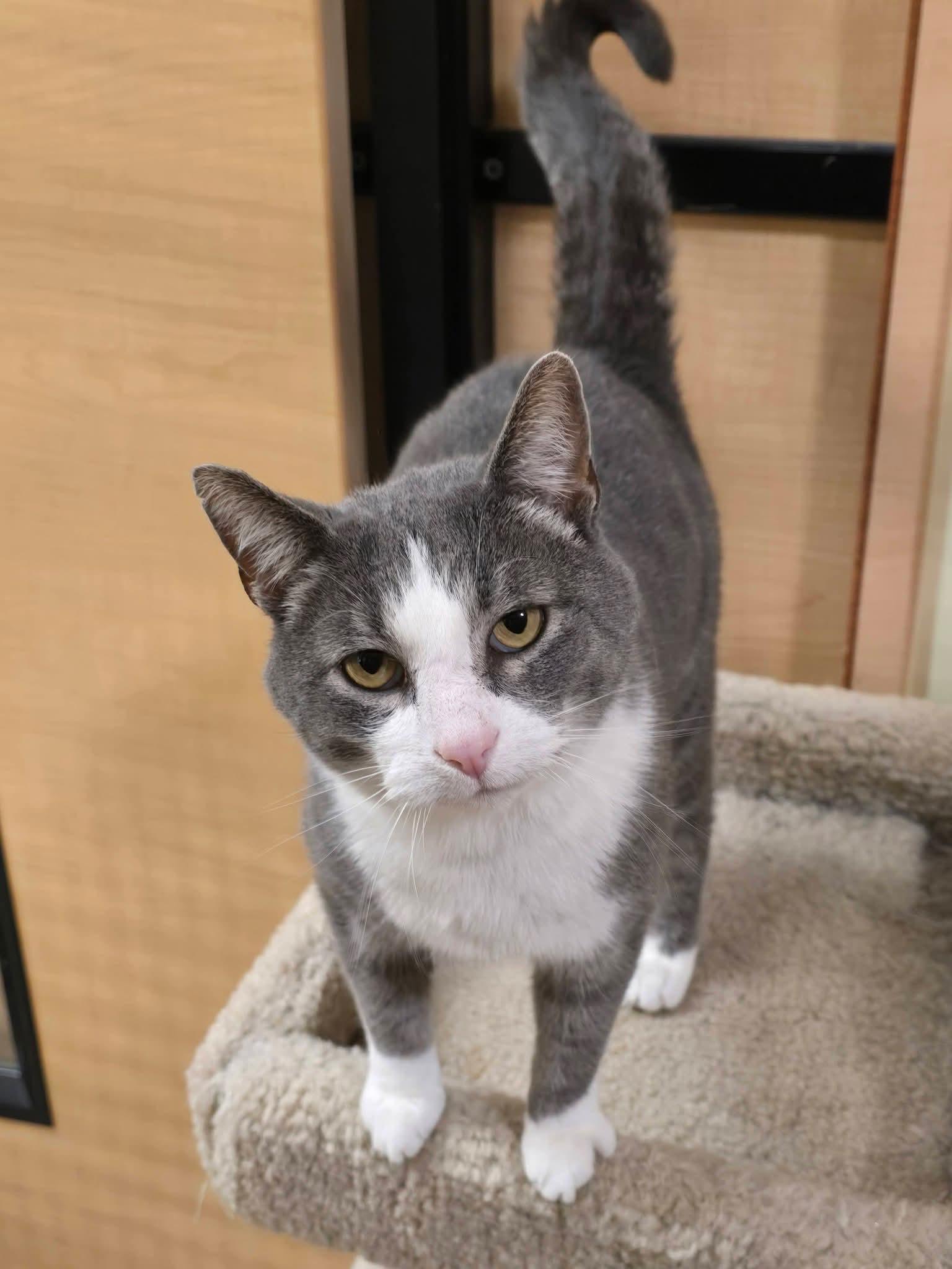 Enlarge Newt (FIV Positive) - At Petsmart, a ADOPTABLE Domestic Short Hair in Kalamazoo, MI image 1/2