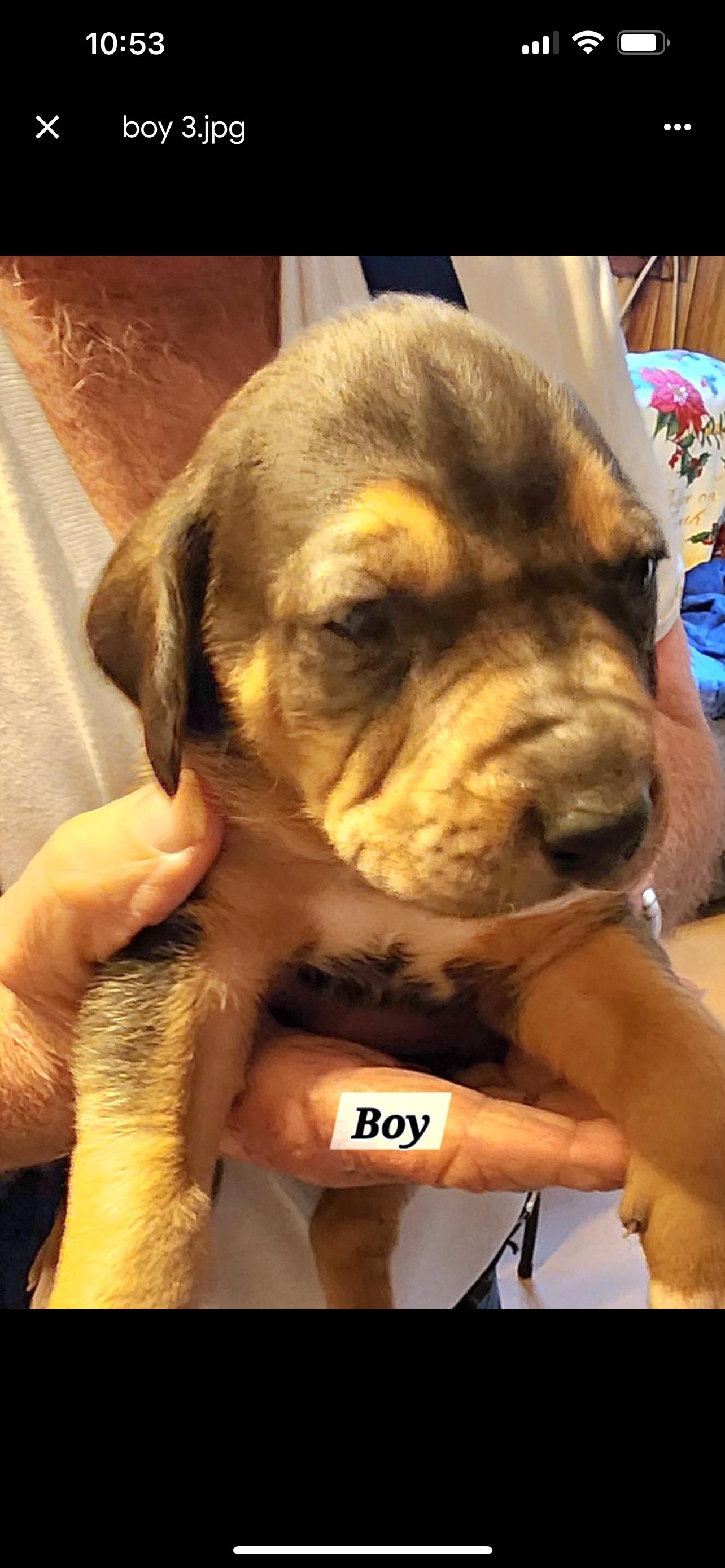 Enlarge 5 puppies hound mix, a Adoptable mixed breed in Hot Springs, AR image 1/5