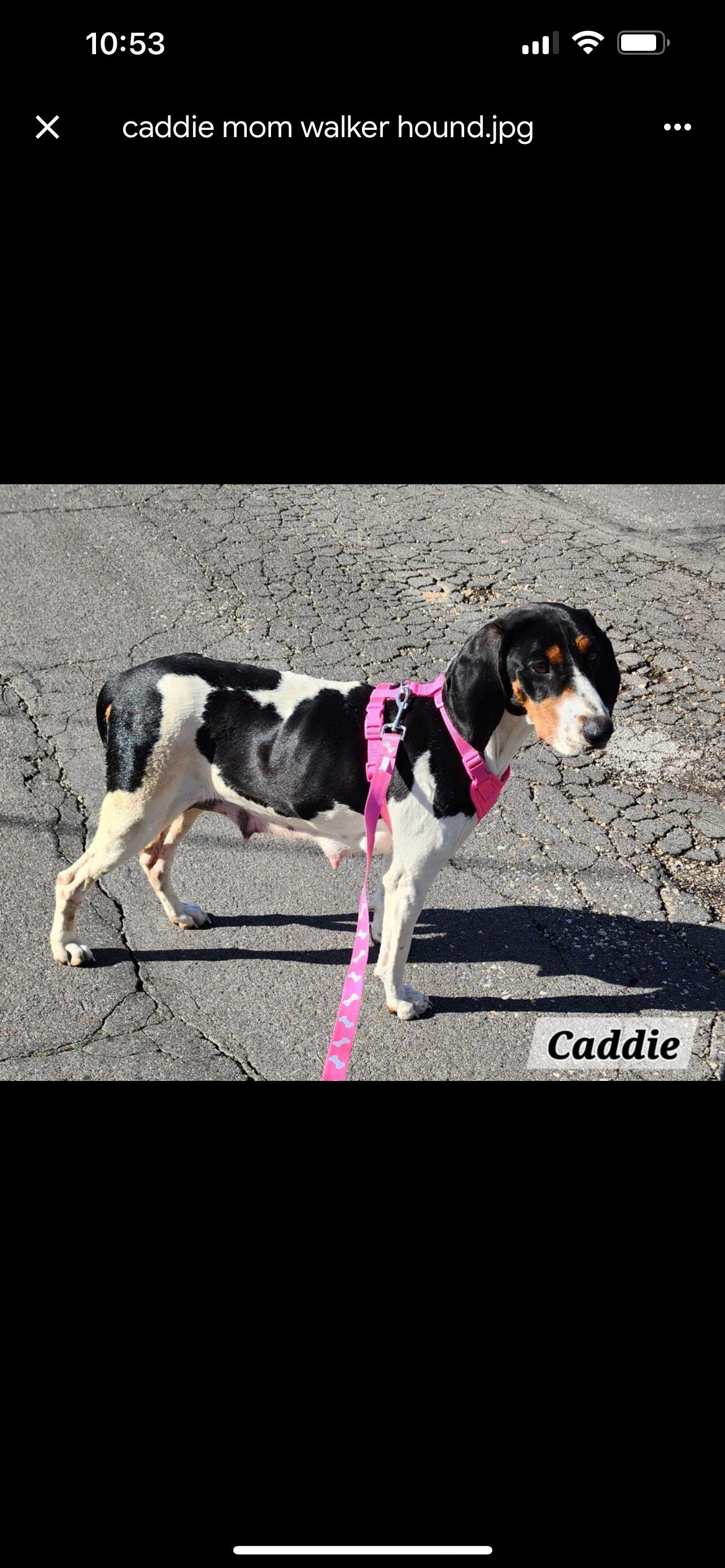 Enlarge 5 puppies hound mix, a Adoptable mixed breed in Hot Springs, AR image 2/5