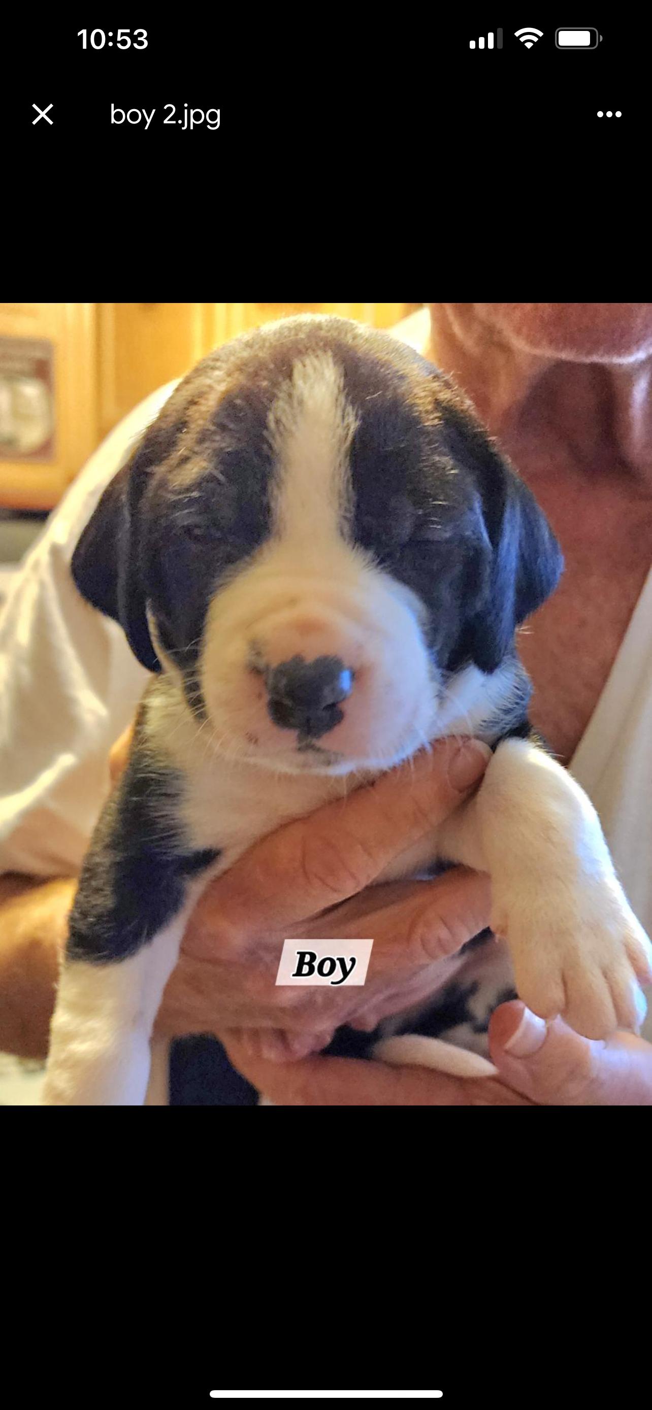 Enlarge 5 puppies hound mix, a Adoptable mixed breed in Hot Springs, AR image 3/5