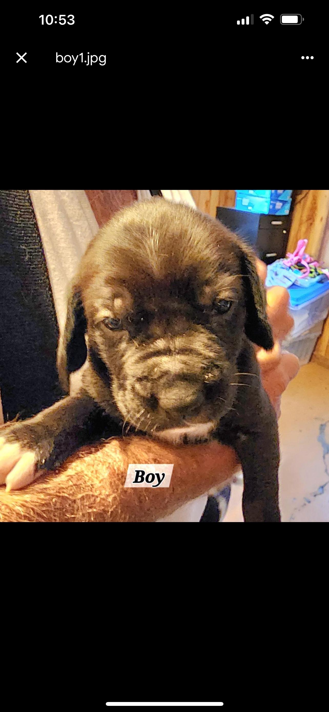 Enlarge 5 puppies hound mix, a Adoptable mixed breed in Hot Springs, AR image 4/5