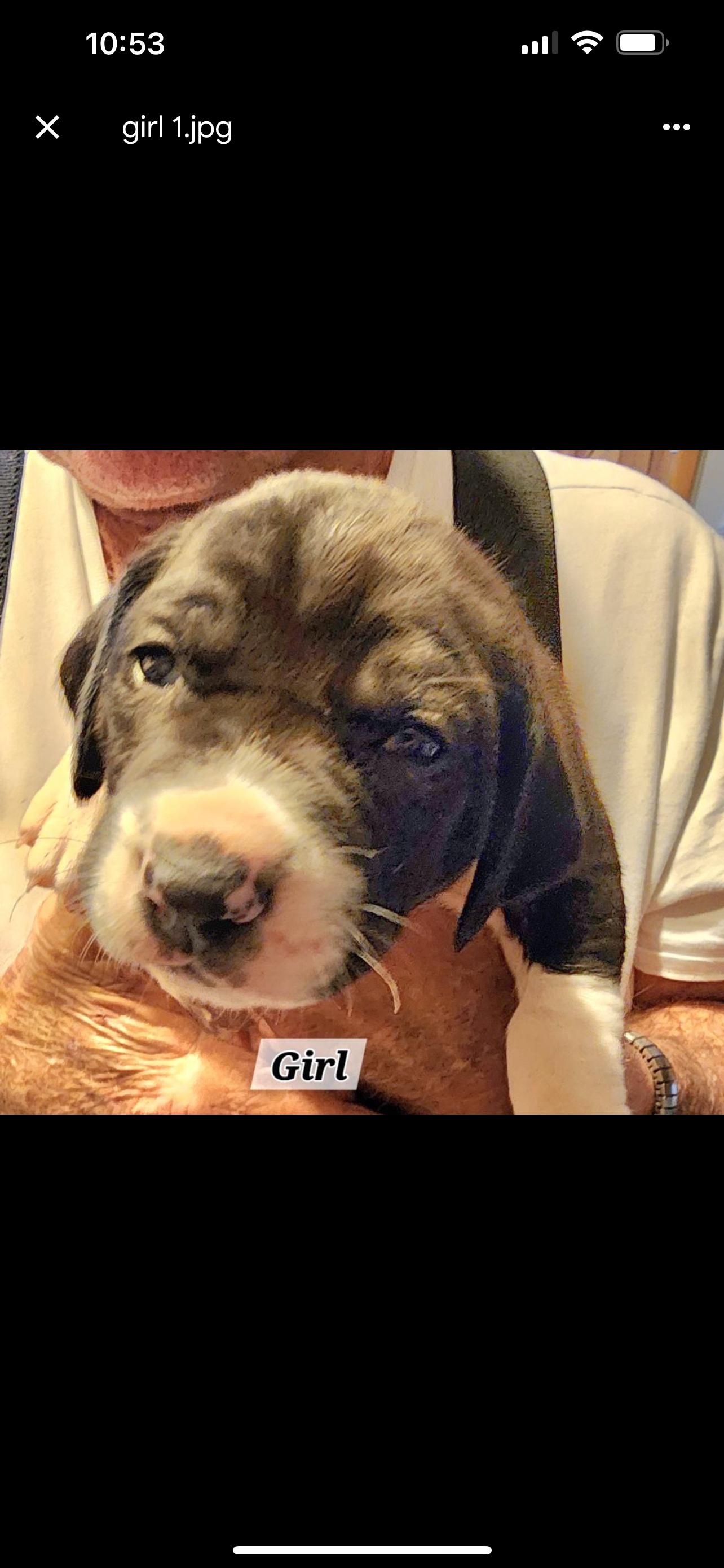 Enlarge 5 puppies hound mix, a Adoptable mixed breed in Hot Springs, AR image 5/5