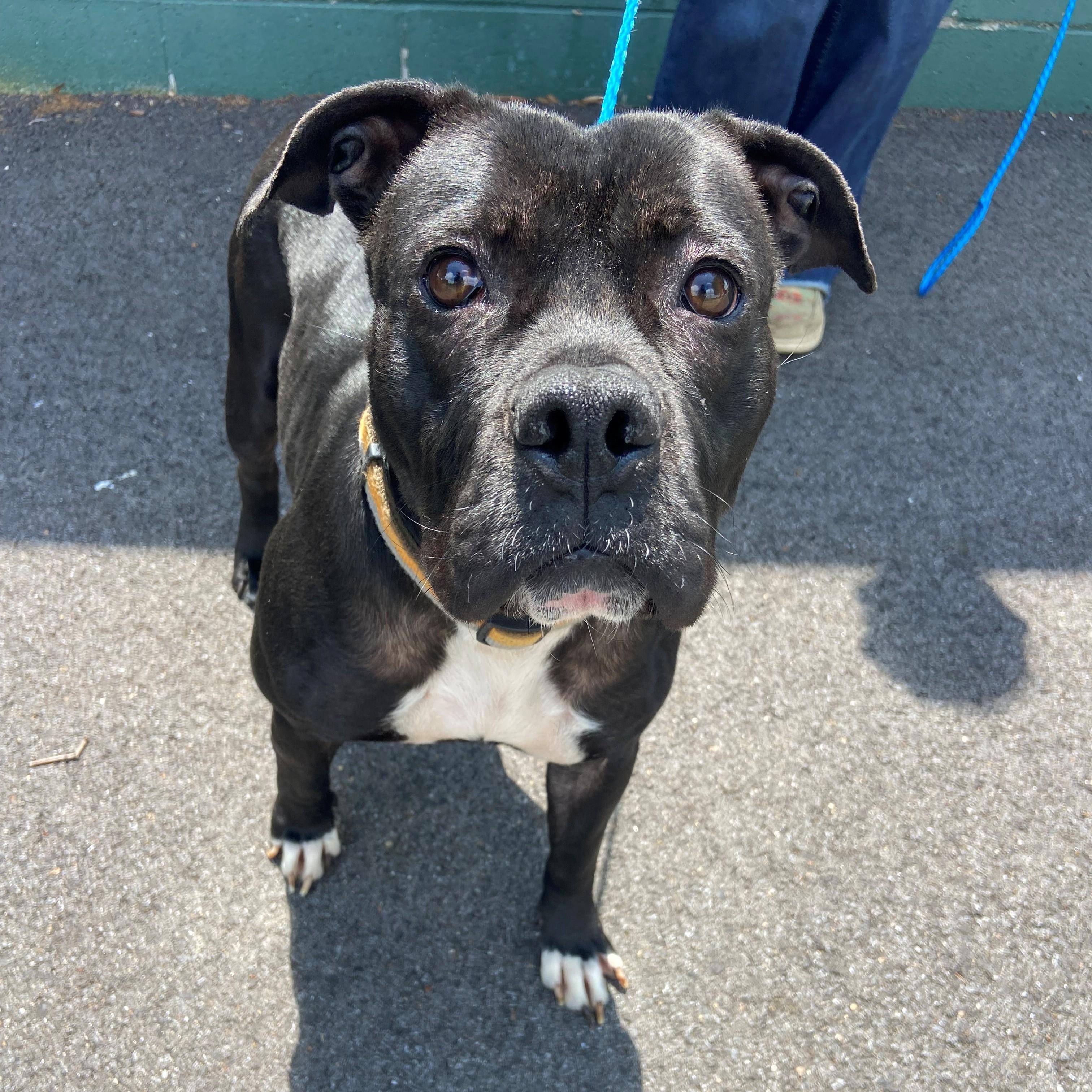 Dog for adoption - Star Bright, a Boxer & Black Labrador Retriever Mix ...