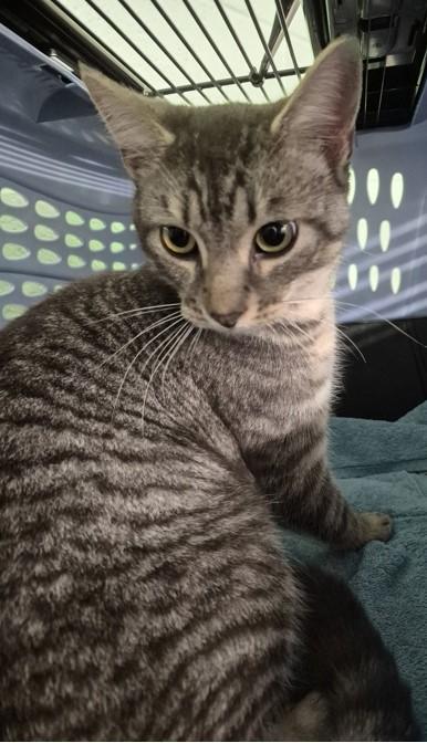 Plymouth, ADOPTABLE, Young Male Domestic Short Hair.