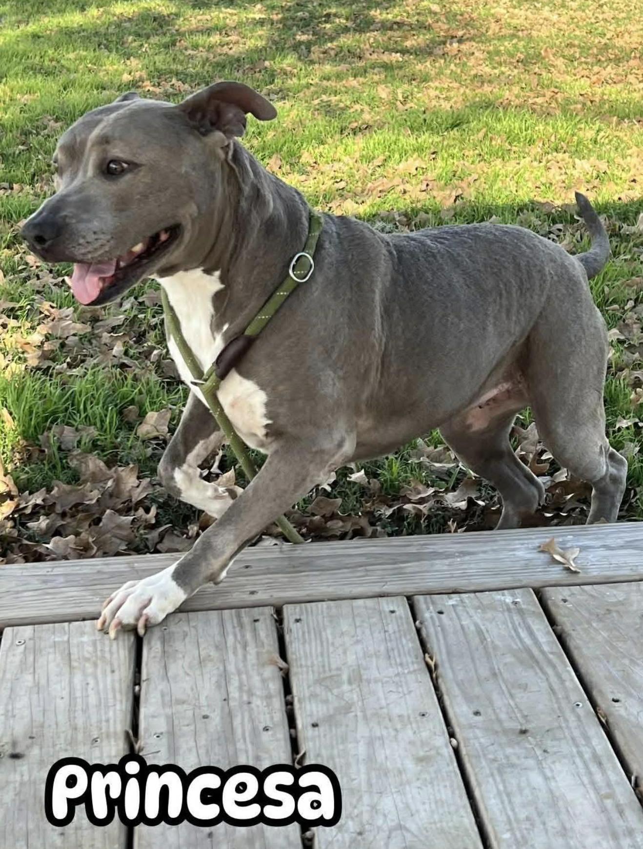 Princesa — thumbnail 2