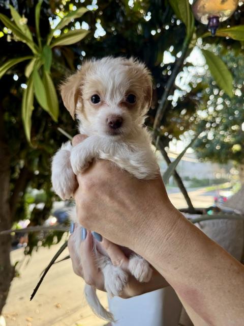 Enlarge Sage, a Adoptable Maltese in Los Angeles, CA image 1/1