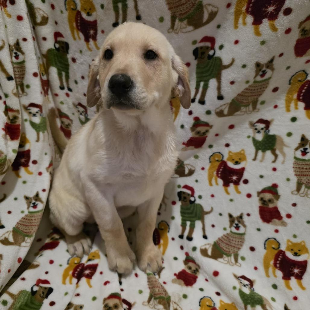 Marley, Adoptable, Puppy Female Yellow Labrador Retriever.