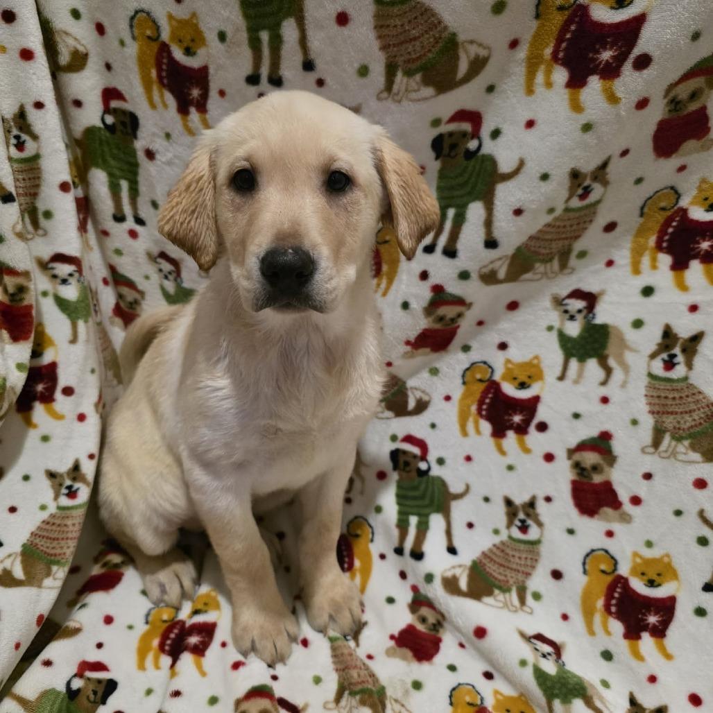 Enlarge Marley, a Adoptable Yellow Labrador Retriever in Baldwin, WI image 3/5