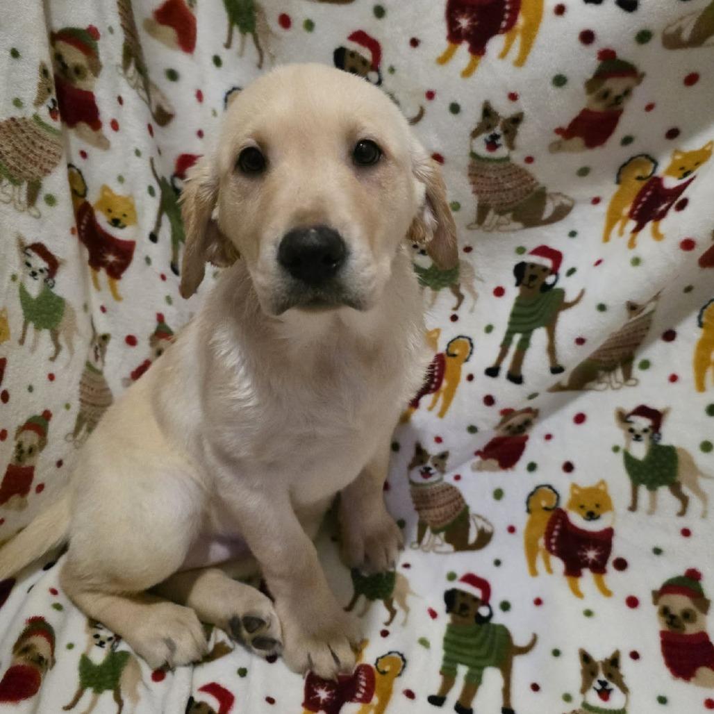 Enlarge Marley, a Adoptable Yellow Labrador Retriever in Baldwin, WI image 4/5