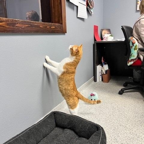 Enlarge Lover Boy, an adopted mixed breed in Tyler, TX image 3/5