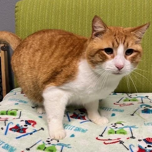 Enlarge Lover Boy, an adopted mixed breed in Tyler, TX image 4/5