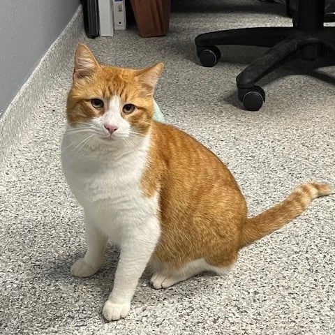 Enlarge Lover Boy, an adopted mixed breed in Tyler, TX image 1/5