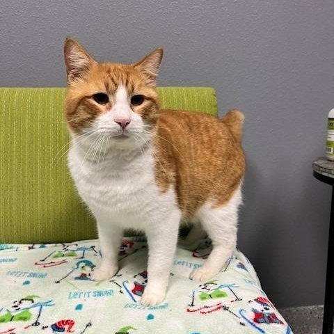 Enlarge Lover Boy, an adopted mixed breed in Tyler, TX image 2/5