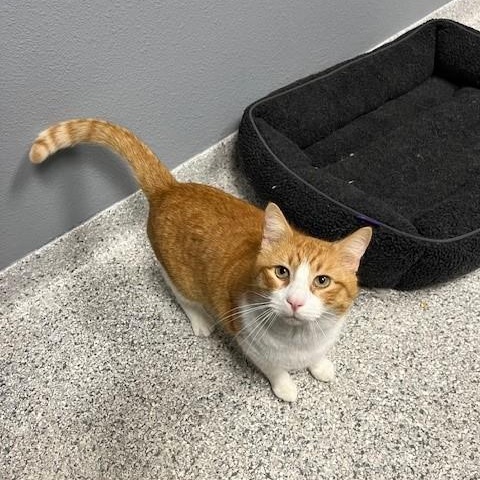 Enlarge Lover Boy, an adopted mixed breed in Tyler, TX image 5/5