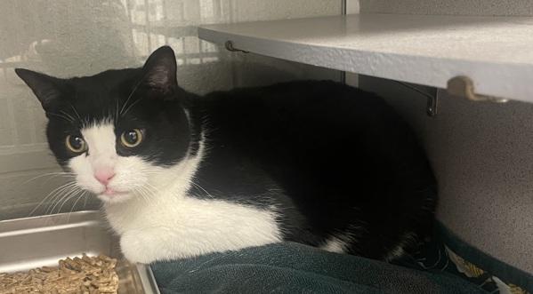 *Mr. Man*, Adoptable, Adult Male Domestic Short Hair.