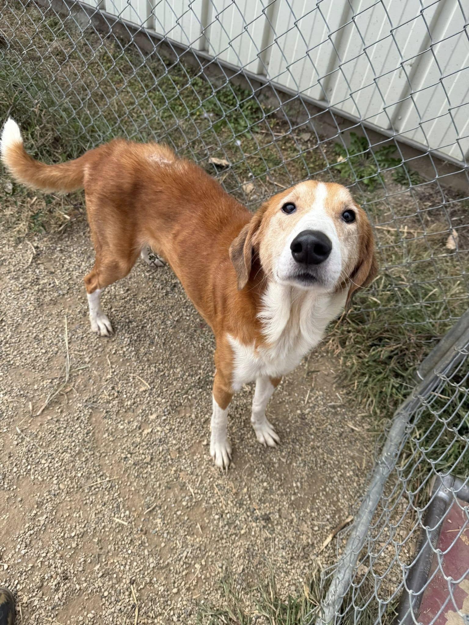 Enlarge Clementine, a Adopted mixed breed in Tremont, IL image 1/1
