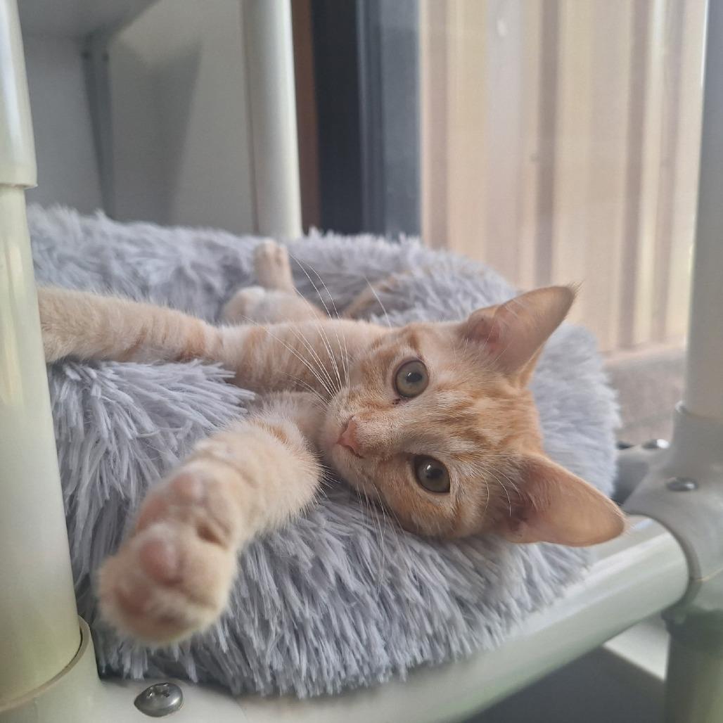 Little Monkey, a Adoptable Domestic Short Hair in Oak Hill, WV image 1/6