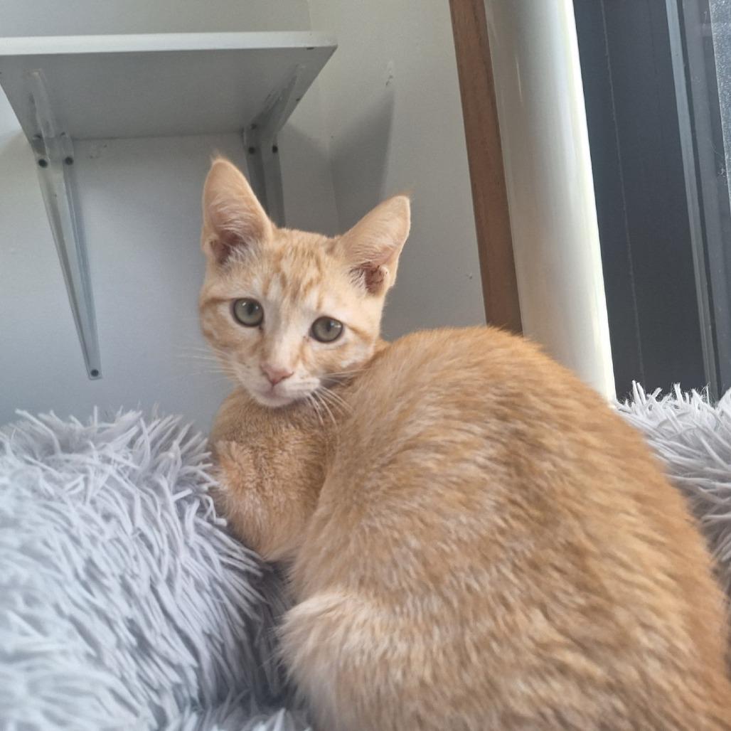 Little Monkey, a Adoptable Domestic Short Hair in Oak Hill, WV image 6/6