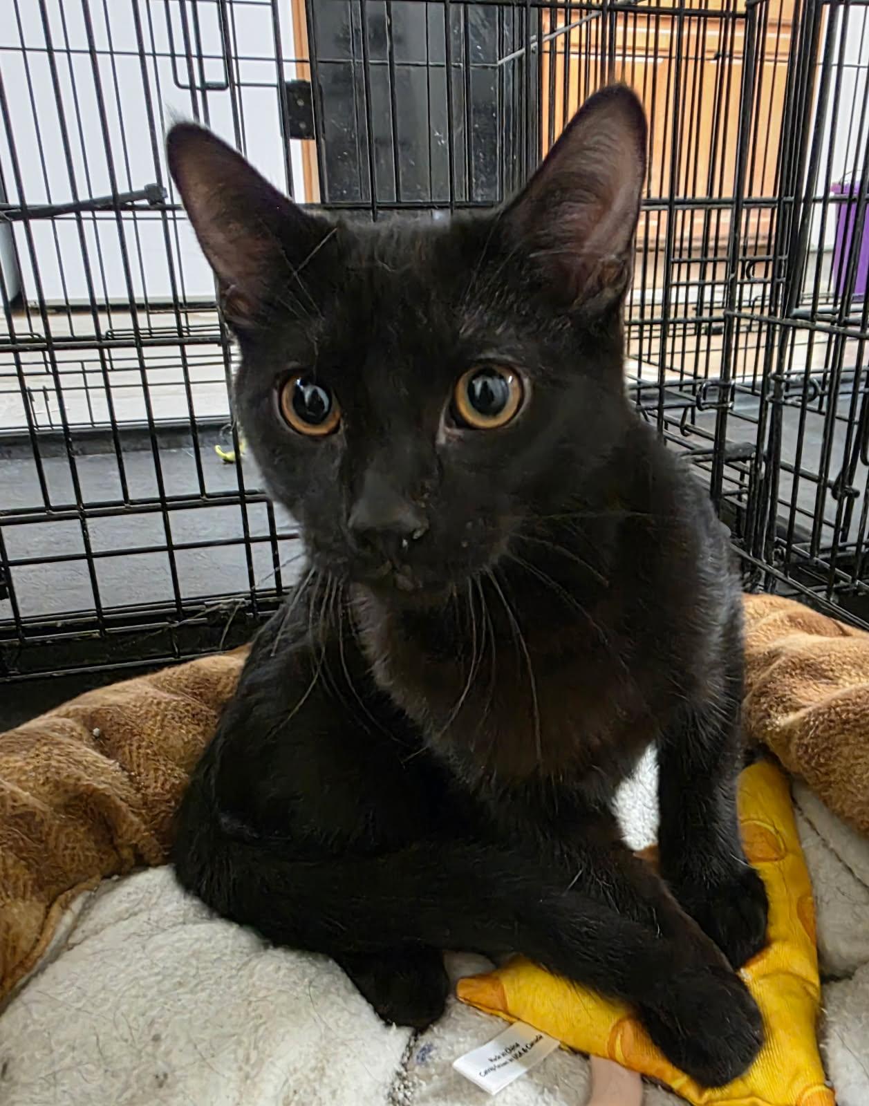 Enlarge Denver (Barn Cat), a ADOPTABLE Domestic Short Hair in Rawlins, WY image 2/2