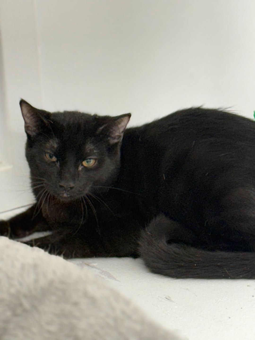 Enlarge Denver (Barn Cat), a ADOPTABLE Domestic Short Hair in Rawlins, WY image 1/2