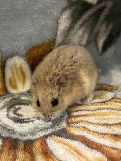 Enlarge Budweiser, a Adoptable Hamster in Annapolis, MD image 1/1