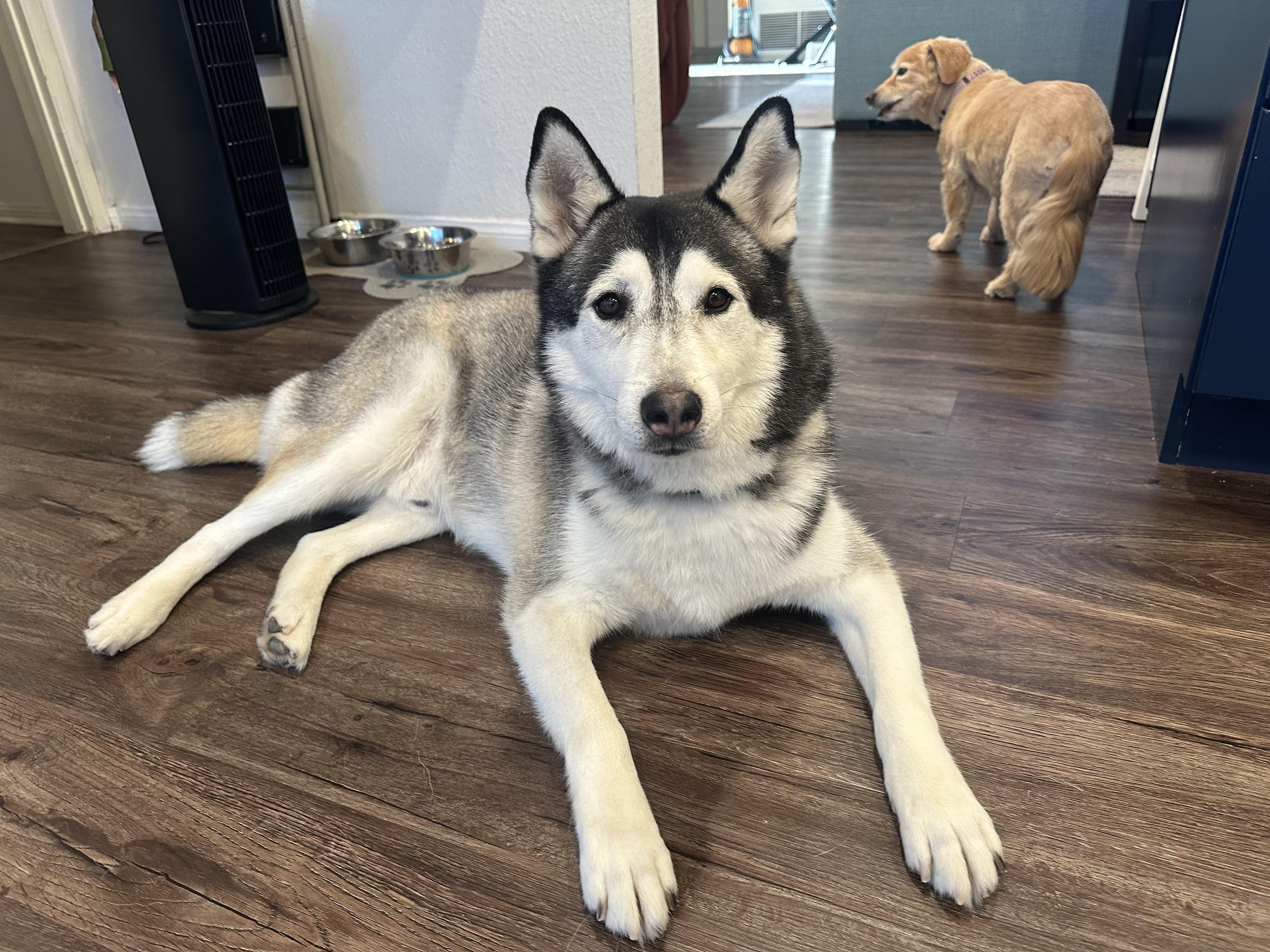 Ranger needs a forever home, Adoptable, Adult Male Husky.